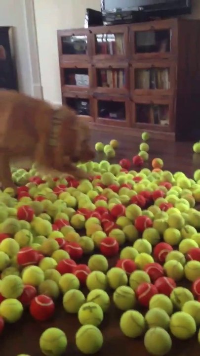 Un chien couvert de balles de tennis pour son anniversaire!