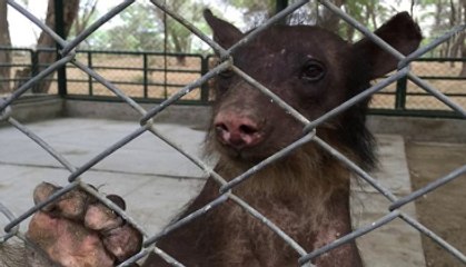 Acımasız Muamele Gören Ayı Tedavi Altına Alındı