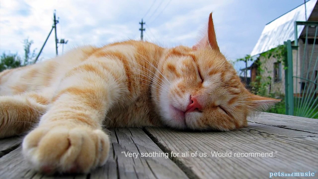 Music for Cats and Friends: Soothing Sounds to Calm your Cat, The Original!!
