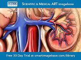 FREE Medical Illustrations & Animations for Educators, Students: SMART Imagebase