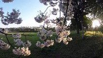 桜   Sakura