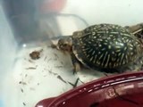 Western Ornate Box Turtle eating June Bugs