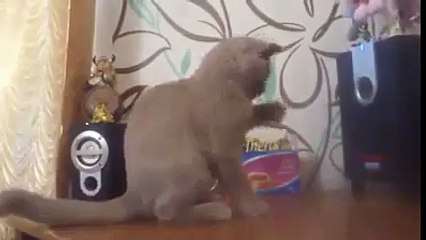 Cat trying to catch the bass But Completely Fail