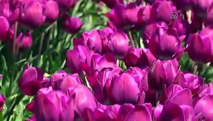 Türk laleleri dünya caddelerini süslüyor