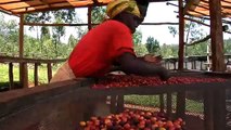 Rwanda Specialty Coffee - Rwanda (SPREAD)