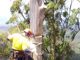 Tree Climbing and Tree Removal dropping out tree sections