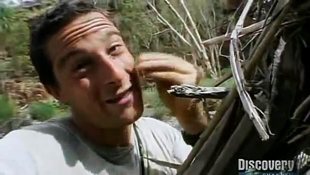 Bear Grylls mange une araignée vivante