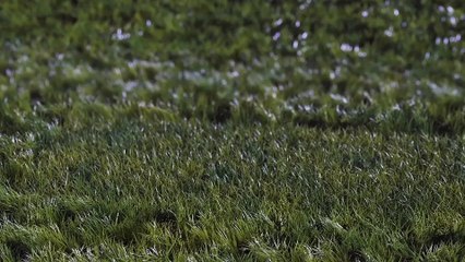 After Effects Project Files - Bouncy Grass Ball Logo Reveal - VideoHive 9280907