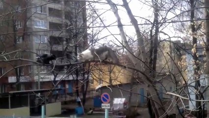 une corneille trolle un chat