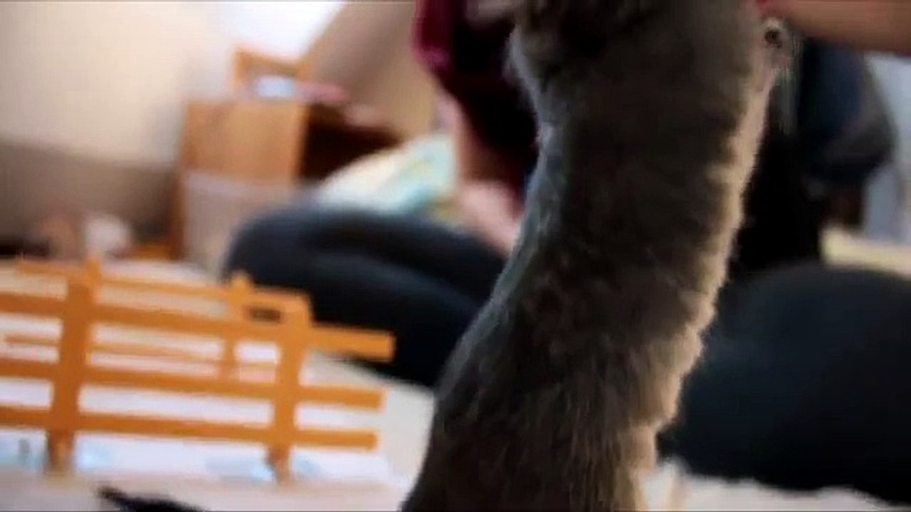 Degu Clickertraining