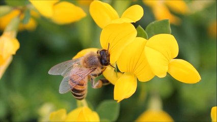 石川セリ　野の花は野の花