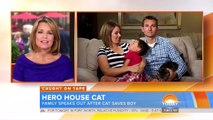 Hero House Cat Saves Boy From Dog Attack - Today Show - May 15 2014