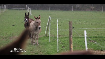 Teaser Hélène & Les Animaux - Se ressourcer grâce aux animaux