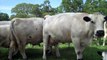British White Cows & Calves - Spring Walk Thru the Cow/Calf Herd - March 21, 2012