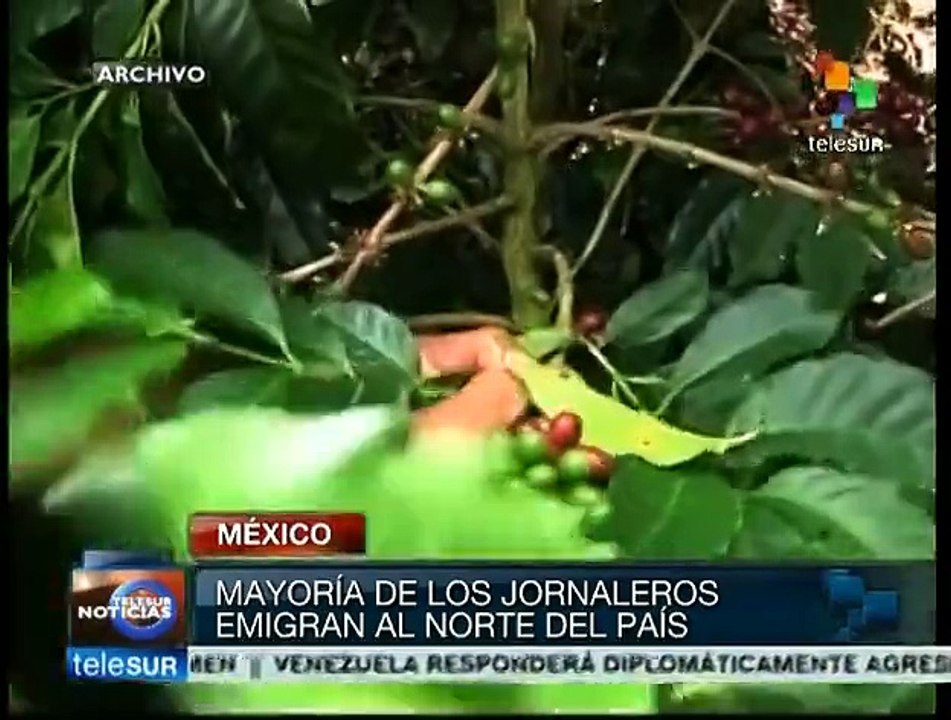 Más de 2 millones de jornaleros agrícolas en México son explotados