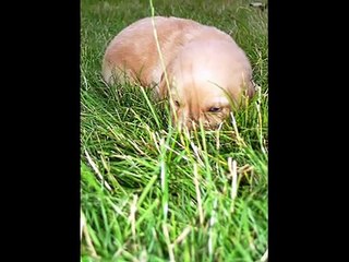 Puppy Love - Donny Osmond