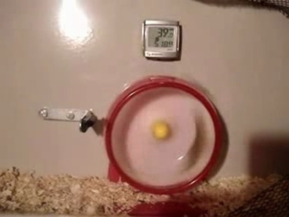 Turbohamster 2007