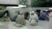funny pashto video clip from asi?syndication=228326