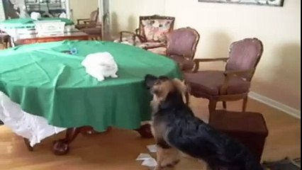 Kediler ve Köpekler