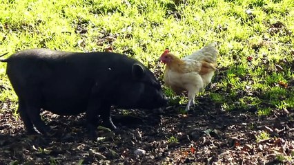 Alte Nutztierrassen Folge 47: Hängebauchschwein Vietnamesisches, Schweine Doku Tiere, Minischwein