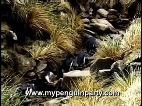Funny PENGUIN BLOOPERS VIDEO Makes You Laugh Over and Over?syndication=228326