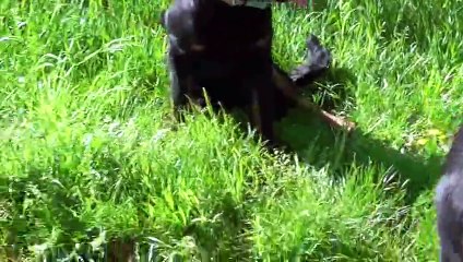 Jupiter,Jazzy ,Roann ,3 beaucerons mâle de 7  mois