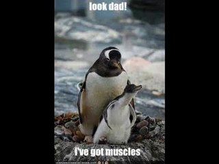 funny penguin movie?syndication=228326