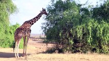 Netzgiraffen in Kenia am Rande des Aussterbens