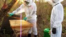 Working Defensive Bees at Adraa Agricultural College, Northern Uganda