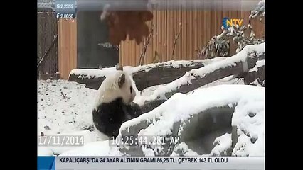 Pandanın kar keyfi