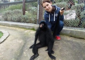 Monkey Demands Tail Massage