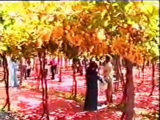 زراعة العنب 2