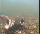 Atlantic salmon spawning act (desove de salmon Atlantico)