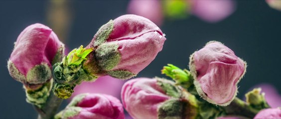 Lancement Bpifrance Le Hub 23/04/2015 - TEASER