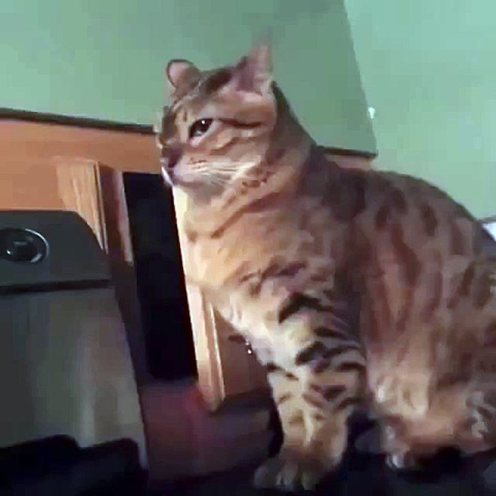 sneaky cat