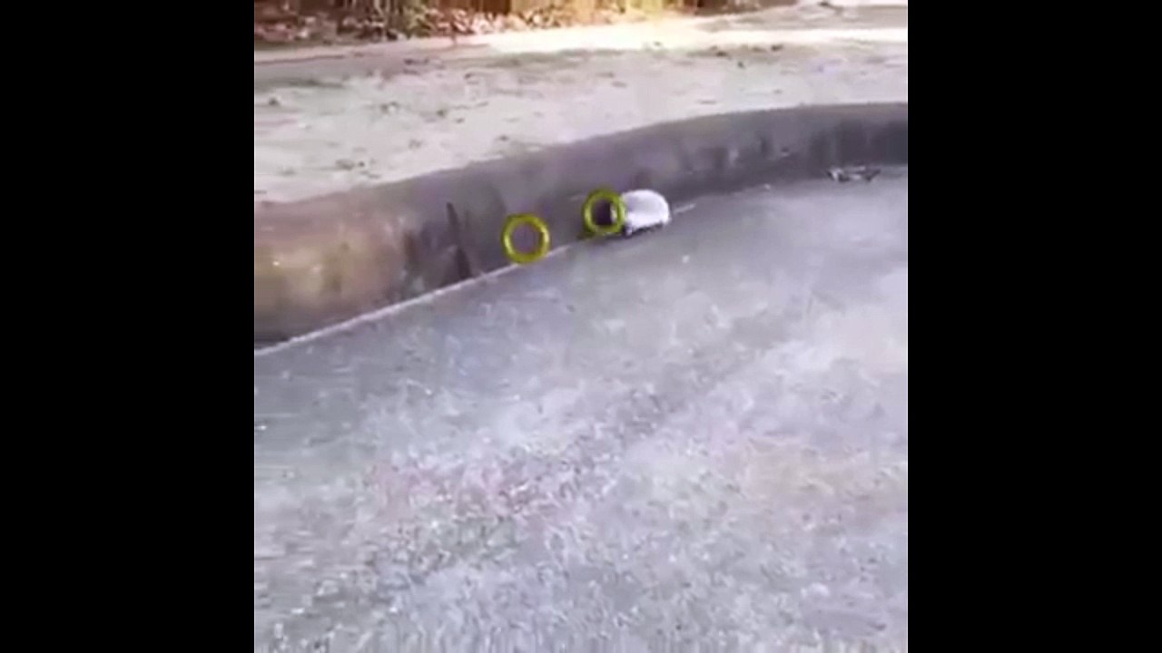 Sonic, le hérisson en vrai 