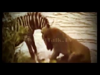 Lion and Zebra horrible fighting