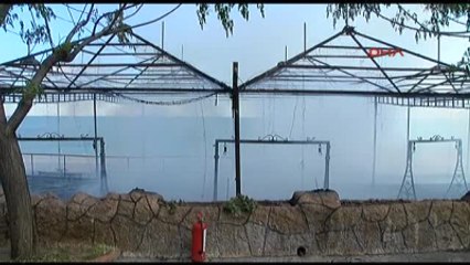 Antalya'da Çıkan Yangın Kamelyayı Kül Etti