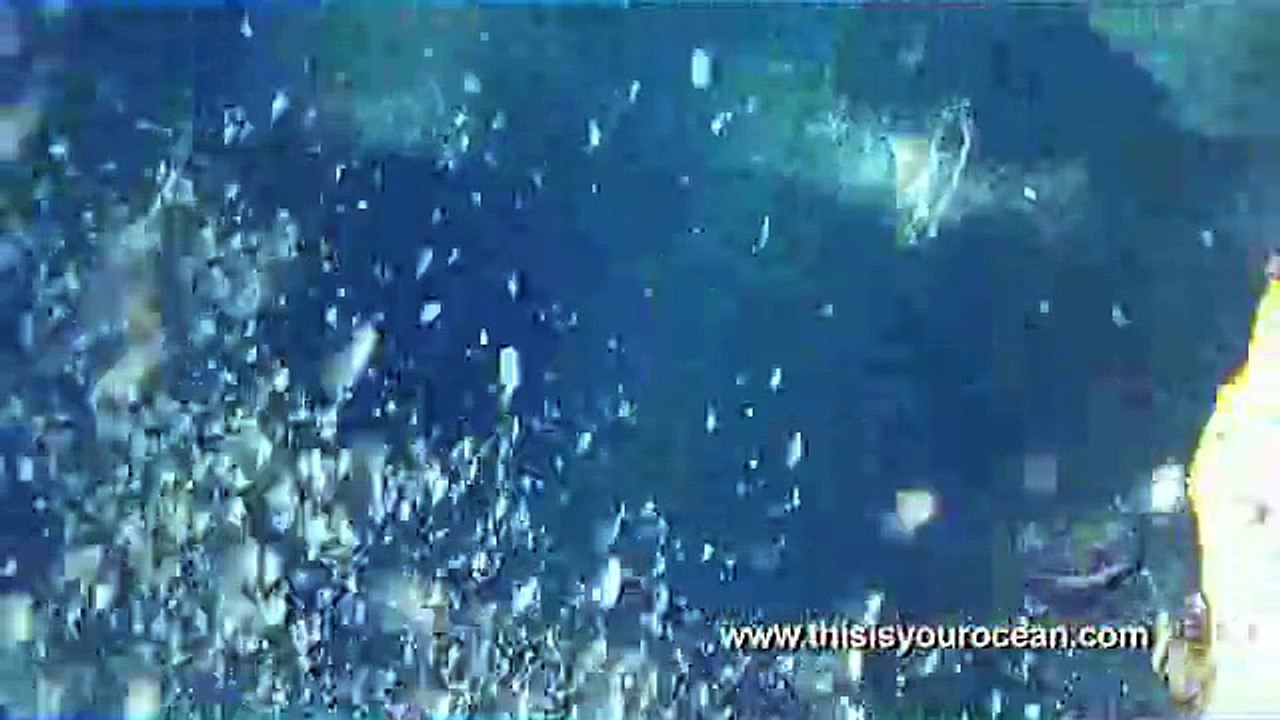 Massive Mako Shark Surprises Diver and Blue Marlin Video