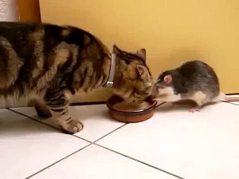 Rat Thief (Rat steals milk from cat) Video