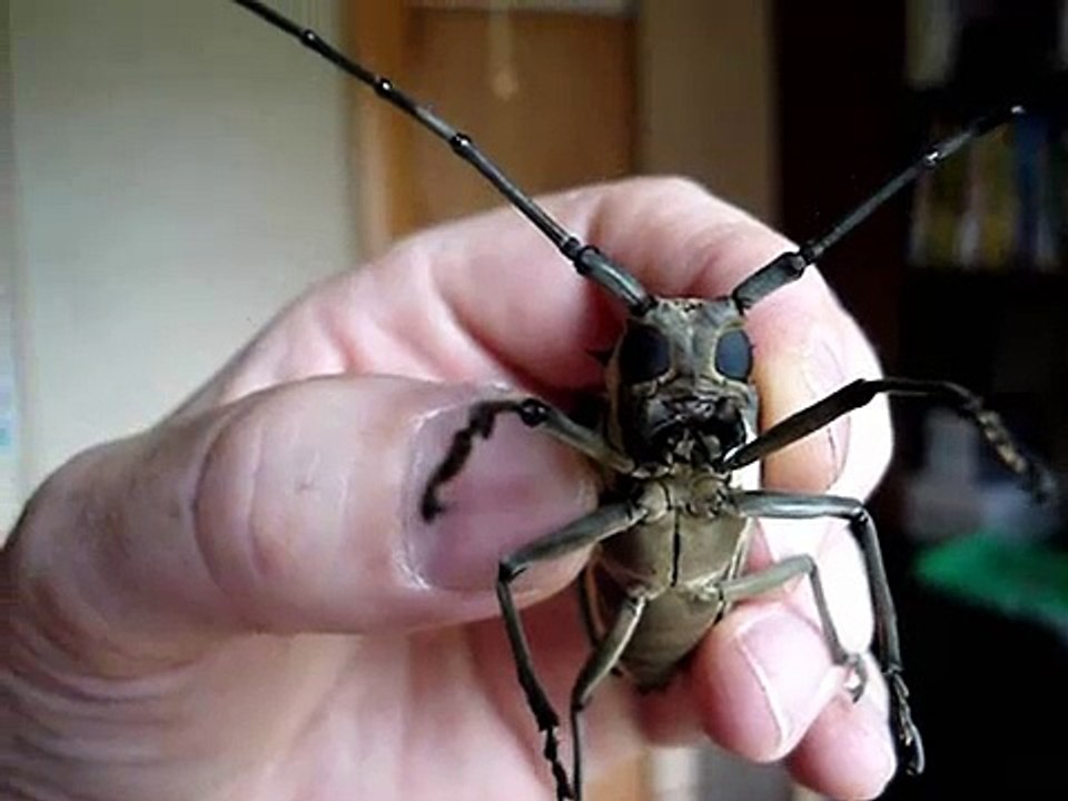 Chirping Longhorn Beetle