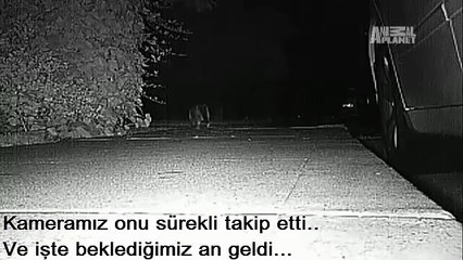 Dünya Bu Hırsız Kediyi Konuşuyor