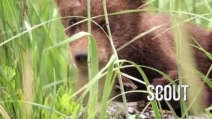 Grizzly, le nouveau film Disneynature