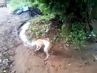 Dog in London Gets Caught in Utensil