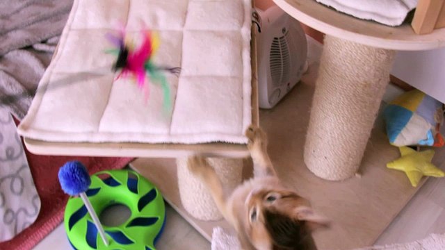 Chatons de la Rivaleraie - 8 semaines