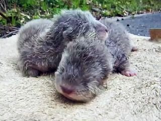 Yeni doğmuş 2 yavru su samuru ses çıkarırken