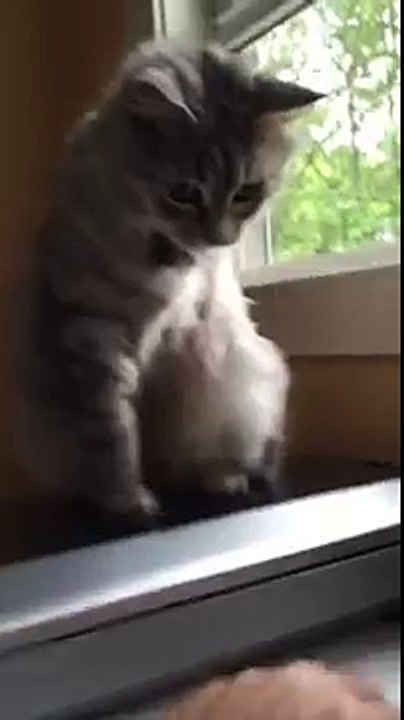Cat tries to use missing leg while playing