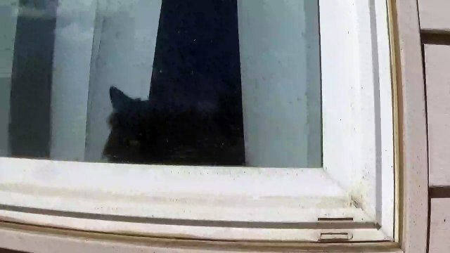 Mozi Bee Window Shopping - Pampered Cats theOZer Style