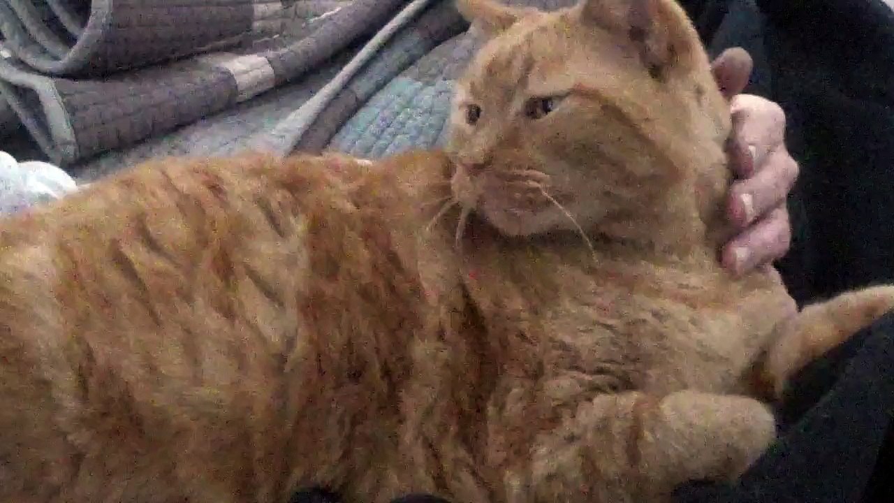 Yami "Yam Cat" Hamleg