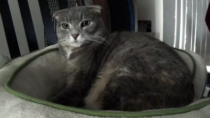 "Nice, Not Nice, No No No" - Pampered Cats theOZer Style